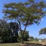 Vachellia abyssinica Хабит