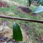 Cornus hongkongensis چھال