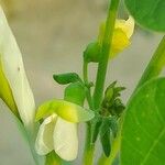 Phaseolus lunatus Flower