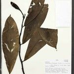 Heteropsis flexuosa Yaprak