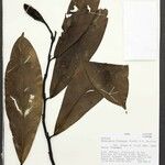 Heteropsis flexuosa Hoja