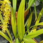 Encyclia plicata 葉