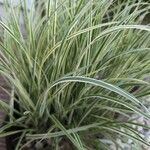 Carex morrowii पत्ता