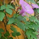 Ipomoea cordatotriloba Leaf