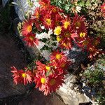 Tanacetum coccineum Habitus