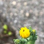 Blackstonia perfoliata Virág