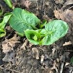 Arum maculatum Foglia