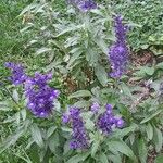 Salvia farinacea Хабит