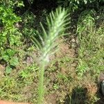 Plantago aristata Habit