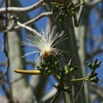 Pseudobombax ellipticumBlüte