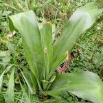 Crinum macowanii برگ