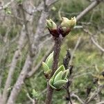 Syringa vulgaris Fuelha