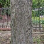 Abies concolor Bark