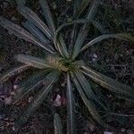 Oenothera biennisLeaf