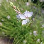 Oenothera gauraÇiçek