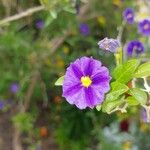 Solanum laciniatumŽiedas