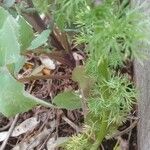 Adonis annua Leaf