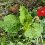 Hibiscus aponeurus Leaf