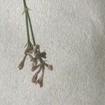 Asperula cynanchica Kvet