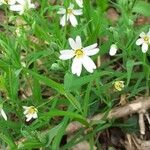 Moehringia ciliata Flower