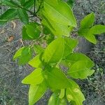 Citrus × limon Folha