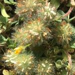 Trifolium lappaceum Flor