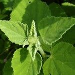 Althaea officinalis Leaf