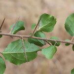 Flacourtia indica Blatt