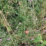 Xeranthemum cylindraceum Flor