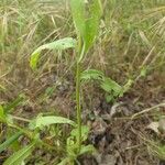 Gaillardia pulchellaLeaf