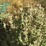 Salvia aethiopis Vrucht