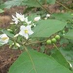 Solanum torvumCvet