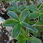 Potentilla alchimilloides Leaf