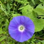 Ipomoea hederacea Λουλούδι