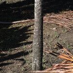 Ptychosperma macarthurii Corteza
