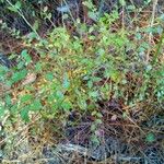Vaccinium myrsinites 葉