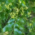 Zanthoxylum clava-herculis Hoja