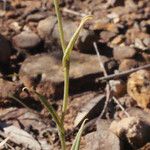 Pterostylis recurva Агульны выгляд