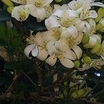 Murraya paniculata फूल