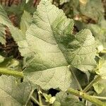 Malva thuringiaca Leaf