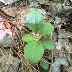 Polygaloides paucifolia Blad