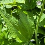 Cardamine pentaphyllos Leaf