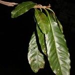 Sideroxylon portoricense Лист