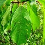 Prunus avium Leaf