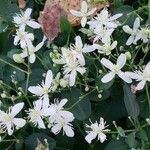 Clematis terniflora Floare