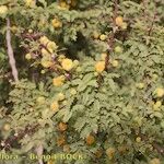 Acacia gummifera Hábito