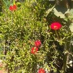 Drosanthemum speciosum ഇല