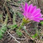 Echinocereus pentalophus Habit