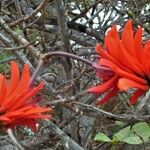 Erythrina caffra Flower