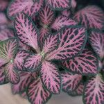 Fittonia albivenis Leaf